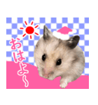 長毛ハムスターのカルくん（個別スタンプ：1）