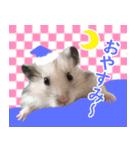 長毛ハムスターのカルくん（個別スタンプ：2）