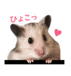 長毛ハムスターのカルくん（個別スタンプ：3）