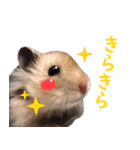 長毛ハムスターのカルくん（個別スタンプ：4）