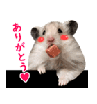 長毛ハムスターのカルくん（個別スタンプ：5）