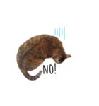 キジトラにぼしのスタンプ（個別スタンプ：6）