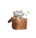 キジトラにぼしのスタンプ（個別スタンプ：13）