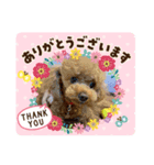 トイプードル モカちゃん（個別スタンプ：2）
