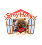 トイプードル モカちゃん（個別スタンプ：4）