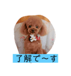 トイプードル モカちゃん（個別スタンプ：6）
