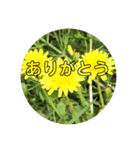 毎日たんぽぽ（個別スタンプ：1）