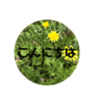 毎日たんぽぽ（個別スタンプ：6）