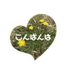 毎日たんぽぽ（個別スタンプ：7）