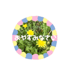 毎日たんぽぽ（個別スタンプ：8）