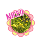 毎日たんぽぽ（個別スタンプ：17）