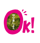 毎日たんぽぽ（個別スタンプ：24）
