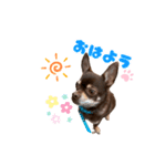チップチップ♫（個別スタンプ：1）