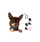 チップチップ♫（個別スタンプ：10）