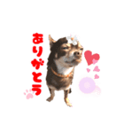 チップチップ♫（個別スタンプ：11）