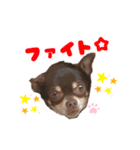 チップチップ♫（個別スタンプ：12）