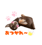 チップチップ♫（個別スタンプ：13）