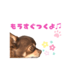 チップチップ♫（個別スタンプ：14）