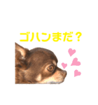 チップチップ♫（個別スタンプ：16）