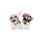 ミニチュアシュナウザーごましお2 修正版（個別スタンプ：1）