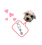 ミニチュアシュナウザーごましお2 修正版（個別スタンプ：2）