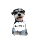 ミニチュアシュナウザーごましお2 修正版（個別スタンプ：3）