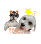ミニチュアシュナウザーごましお2 修正版（個別スタンプ：4）
