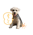 ミニチュアシュナウザーごましお2 修正版（個別スタンプ：11）