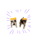 ミニチュアシュナウザーごましお2 修正版（個別スタンプ：16）