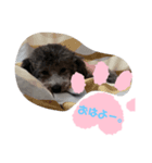 むろんちのわん。（個別スタンプ：4）