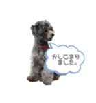 むろんちのわん。（個別スタンプ：8）