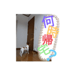 のんちゃんの日々（個別スタンプ：4）