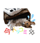 のんちゃんの日々（個別スタンプ：10）