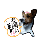 のんちゃんの日々（個別スタンプ：11）