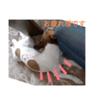 のんちゃんの日々（個別スタンプ：17）