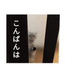 テツと申します2（個別スタンプ：15）