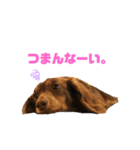 ルイちゃんラプちゃん（個別スタンプ：5）
