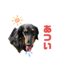 ルイちゃんラプちゃん（個別スタンプ：7）