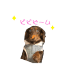 ルイちゃんラプちゃん（個別スタンプ：16）