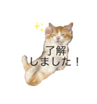 しゃけと愉快なお友達（個別スタンプ：1）