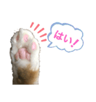 しゃけと愉快なお友達（個別スタンプ：30）