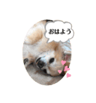 たれみみチワワのまろん（個別スタンプ：2）