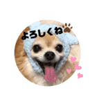 たれみみチワワのまろん（個別スタンプ：4）