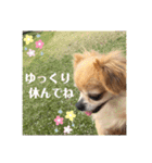 たれみみチワワのまろん（個別スタンプ：13）