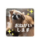 たれみみチワワのまろん（個別スタンプ：15）