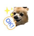 ゲンキの大冒険（個別スタンプ：3）