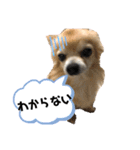 ゲンキの大冒険（個別スタンプ：6）