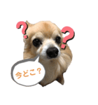 ゲンキの大冒険（個別スタンプ：9）