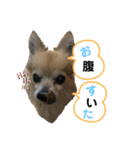 ゲンキの大冒険（個別スタンプ：11）