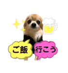ゲンキの大冒険（個別スタンプ：13）